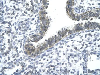 Anti-Nocturnin antibody, N-term used in IHC (Paraffin sections) (IHC-P). GTX77906