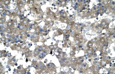 Anti-KLF15 antibody, N-term used in IHC (Paraffin sections) (IHC-P). GTX77907