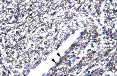 Anti-ThPok antibody, Internal used in IHC (Paraffin sections) (IHC-P). GTX77909