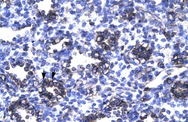 Anti-ThPok antibody, Internal used in IHC (Paraffin sections) (IHC-P). GTX77909