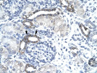 Anti-EVX1 antibody, N-term used in IHC (Paraffin sections) (IHC-P). GTX77912