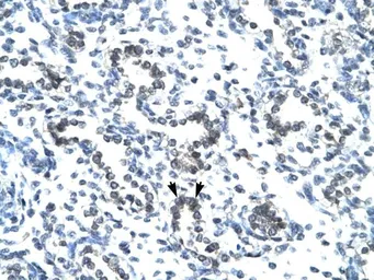 Anti-EVX1 antibody, N-term used in IHC (Paraffin sections) (IHC-P). GTX77912