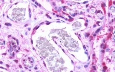 Anti-EDG1 antibody used in IHC (Paraffin sections) (IHC-P). GTX77919