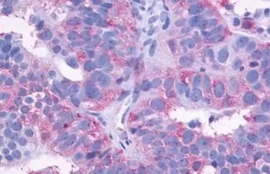 Anti-SIPR3 antibody used in IHC (Paraffin sections) (IHC-P). GTX77925