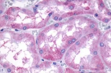 Anti-SIPR3 antibody used in IHC (Paraffin sections) (IHC-P). GTX77925