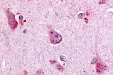 Anti-GPR68 antibody used in IHC (Paraffin sections) (IHC-P). GTX77951