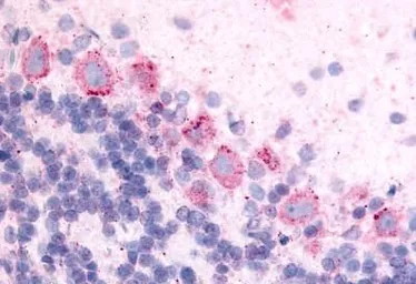 Anti-GPR89A antibody used in IHC (Paraffin sections) (IHC-P). GTX77979
