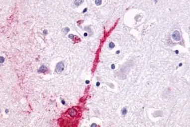 Anti-GPR23 antibody used in IHC (Paraffin sections) (IHC-P). GTX77987