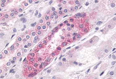 Anti-GPR23 antibody used in IHC (Paraffin sections) (IHC-P). GTX77987