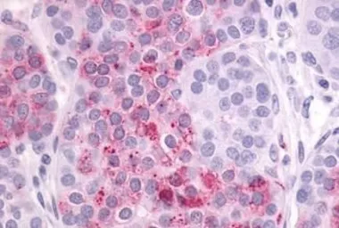 Anti-GPR23 antibody used in IHC (Paraffin sections) (IHC-P). GTX77987