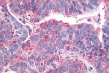 Anti-GPR23 antibody used in IHC (Paraffin sections) (IHC-P). GTX77987