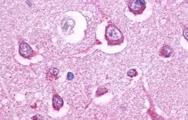 Anti-5-HT5A receptor antibody used in IHC (Paraffin sections) (IHC-P). GTX77999