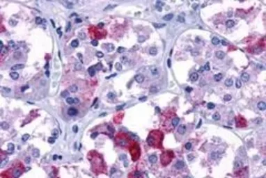 Anti-AVPR1B antibody used in IHC (Paraffin sections) (IHC-P). GTX78015