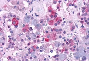 Anti-AVPR1B antibody used in IHC (Paraffin sections) (IHC-P). GTX78015