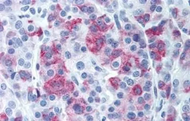 Anti-AVPR1B antibody used in IHC (Paraffin sections) (IHC-P). GTX78015