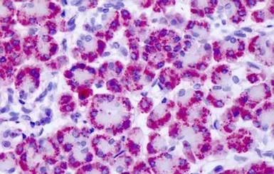 Anti-mGluR4 antibody used in IHC (Paraffin sections) (IHC-P). GTX78079