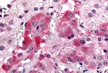 Anti-GPR108 antibody used in IHC (Paraffin sections) (IHC-P). GTX78083