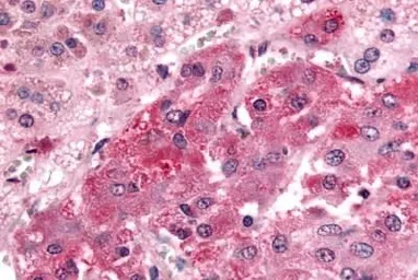 Anti-GPR108 antibody used in IHC (Paraffin sections) (IHC-P). GTX78085
