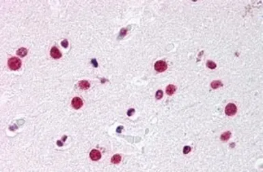 Anti-Steroidogenic Factor 1 antibody used in IHC (Paraffin sections) (IHC-P). GTX78091