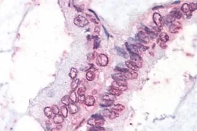 Anti-NR0B1 antibody used in IHC (Paraffin sections) (IHC-P). GTX78099
