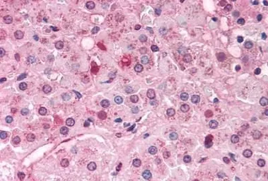 Anti-NR0B1 antibody used in IHC (Paraffin sections) (IHC-P). GTX78099