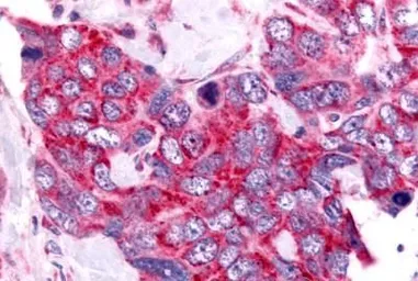 Anti-CDC7 antibody used in IHC (Paraffin sections) (IHC-P). GTX78149