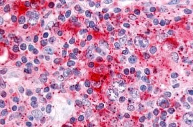 Anti-CDC7 antibody used in IHC (Paraffin sections) (IHC-P). GTX78151