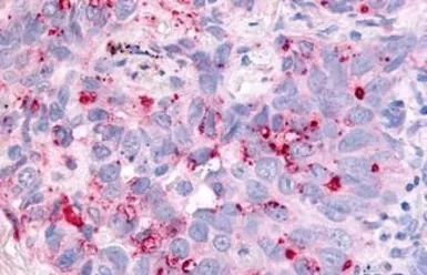 Anti-CDC7 antibody used in IHC (Paraffin sections) (IHC-P). GTX78151