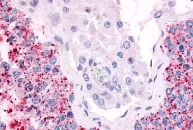 Anti-CDC7 antibody used in IHC (Paraffin sections) (IHC-P). GTX78151