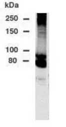 Anti-DPP10 antibody used in Western Blot (WB). GTX78173