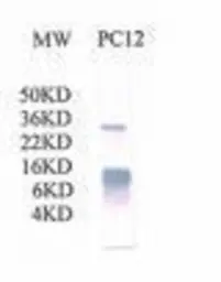 Anti-Cytochrome C antibody used in Western Blot (WB). GTX78201