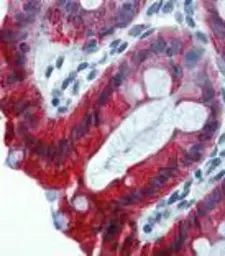 Anti-Cytokeratin 18 antibody [DC-10] (Biotin) used in IHC (Paraffin sections) (IHC-P). GTX78239