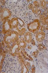 Anti-Cytokeratin 18 antibody [DC-10] (Biotin) used in IHC (Paraffin sections) (IHC-P). GTX78239