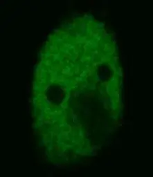 Anti-p53 antibody [BP53-12] (FITC) used in Immunohistochemistry (IHC). GTX78241
