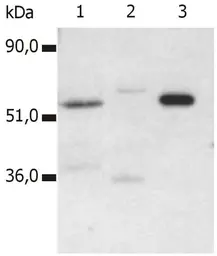Anti-CD4 antibody [MEM-115] used in Immunoprecipitation (IP). GTX78249