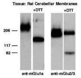 Anti-mGluR2 + mGluR3 antibody used in Western Blot (WB). GTX78272