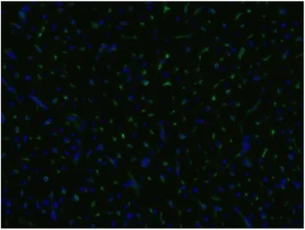 Anti-CD105 antibody [MEM-229] used in IHC (Frozen sections) (IHC-Fr). GTX78404