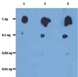 Anti-HIV protease antibody [1696] (Azide Free) used in Western Blot (WB). GTX78443