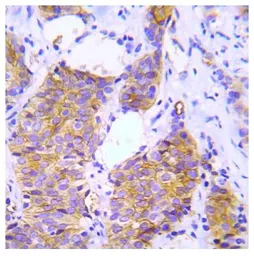 Anti-CRK antibody used in IHC (Paraffin sections) (IHC-P). GTX78919