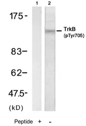 Anti-TrkB (phospho Tyr705) antibody used in Western Blot (WB). GTX78928