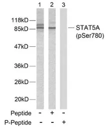 Anti-STAT5A (phospho Ser780) antibody used in Western Blot (WB). GTX78937