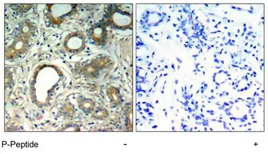 Anti-SHP2 (phospho Tyr580) antibody used in IHC (Paraffin sections) (IHC-P). GTX78945