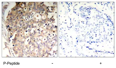 Anti-SHP1 (phospho Tyr536) antibody used in IHC (Paraffin sections) (IHC-P). GTX78946