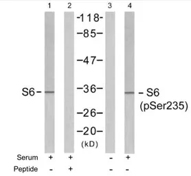 Anti-RPS6 (phospho Ser235) antibody used in Western Blot (WB). GTX78950