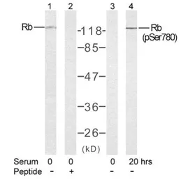 Anti-Rb (phospho Ser780) antibody used in Western Blot (WB). GTX78952