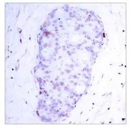 Anti-NFkB p105 (phospho Ser907) antibody used in IHC (Paraffin sections) (IHC-P). GTX78998