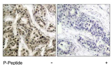 Anti-NFkB p105/p50 (phospho Ser337) antibody used in IHC (Paraffin sections) (IHC-P). GTX79002