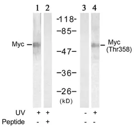 Anti-c-Myc (phospho Thr358) antibody used in Western Blot (WB). GTX79006