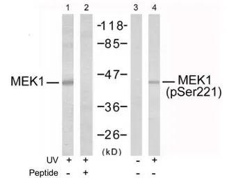Anti-MEK1 (phospho Ser221) antibody used in Western Blot (WB). GTX79016