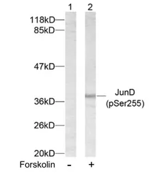 Anti-JunD (phospho Ser255) antibody used in Western Blot (WB). GTX79026